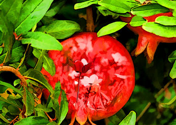 Full as a Pomegranate 