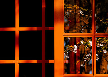 Autumn in my window 