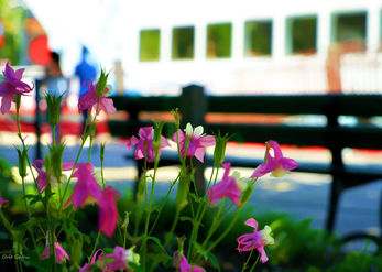 Flowers on the quay 