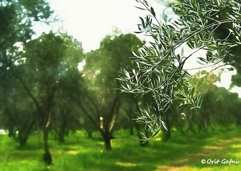 Olive Orchard