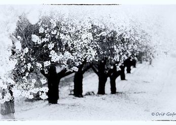 Wrapped in White
