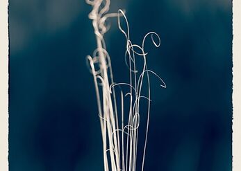 The curls of nature II