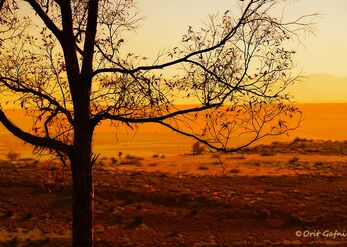 In golden light