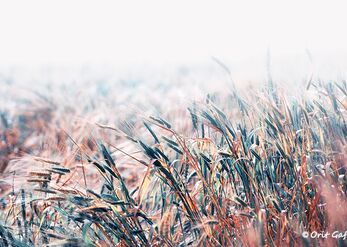 Oats mists 