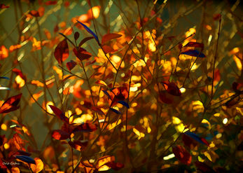 Gold brightness 