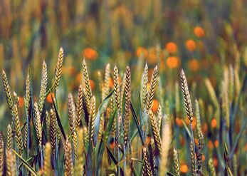 Between Oats and lights