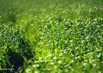 Path between the stalks
