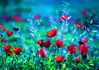 Flowering field 
