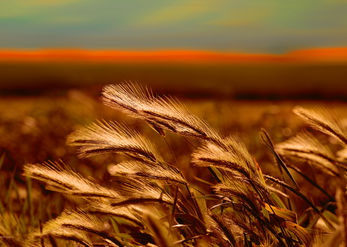 Golden Spirit 