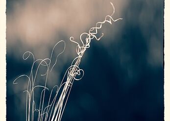The curls of nature III