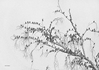 Starlings 