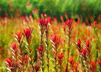 Between red and green