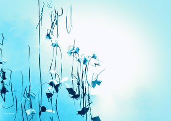 Like Butterflies