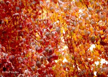 Shades of autumn