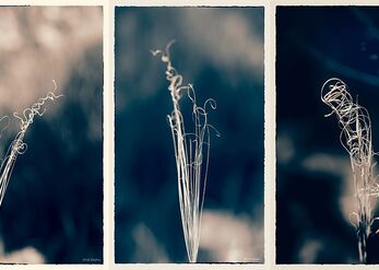 The curls of nature