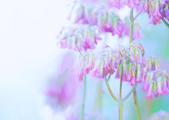 To whom the bells tolled