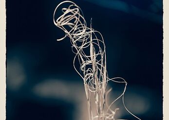 The curls of nature I