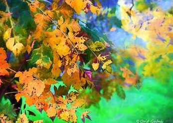 Many colors for fall