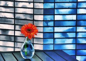 Urban blossom 