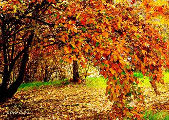 Golden leaf canopy