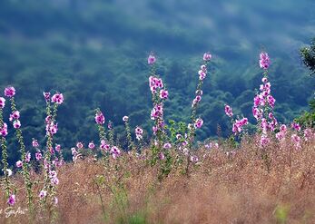 Flowering in front of the mountain